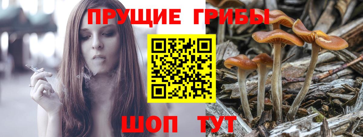 Малгобек  Псилоцибиновые грибы GOLDEN TEACHER  Вход с VPN 